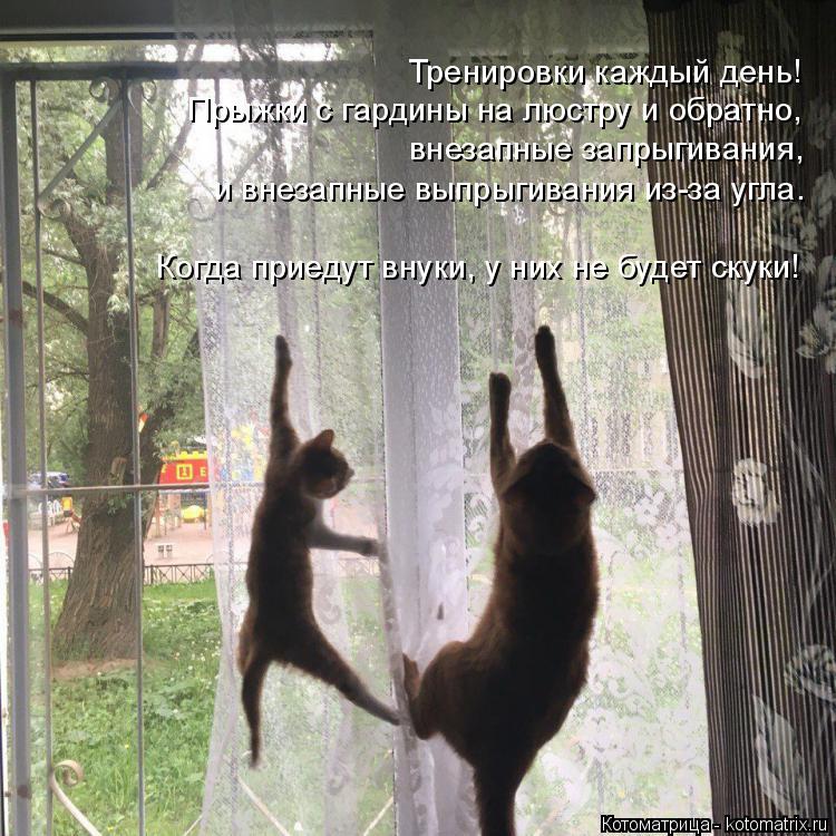 Котоматрица: Тренировки каждый день!  Прыжки с гардины на люстру и обратно, внезапные запрыгивания,  и внезапные выпрыгивания из-за угла. Когда приедут в?
