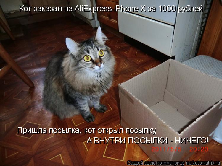 Котоматрица: Кот заказал на AliExpress iPhone X за 1000 рублей Пришла посылка, кот открыл посылку, А ВНУТРИ ПОСЫЛКИ - НИЧЕГО!
