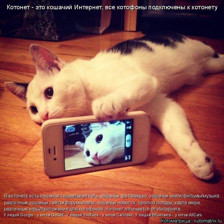 Котоматрица: Котонет - это кошачий Интернет, все котофоны подключены к котонету В котонете есть кошачья социальная сеть, кошачьи фото/видео, кошачьи кни?