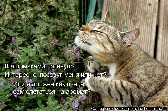 Котоматрица: Интересно, позовут меня или нет?  Шашлычками потянуло...  Или я должен как пчела сам слетаться на аромат?