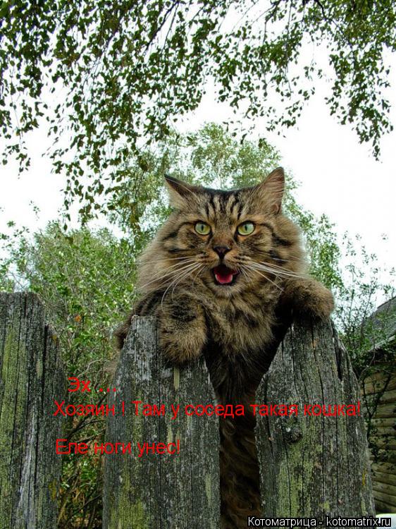 Котоматрица: Хозяин ! Там у соседа такая кошка! Еле ноги унес! Эх ...