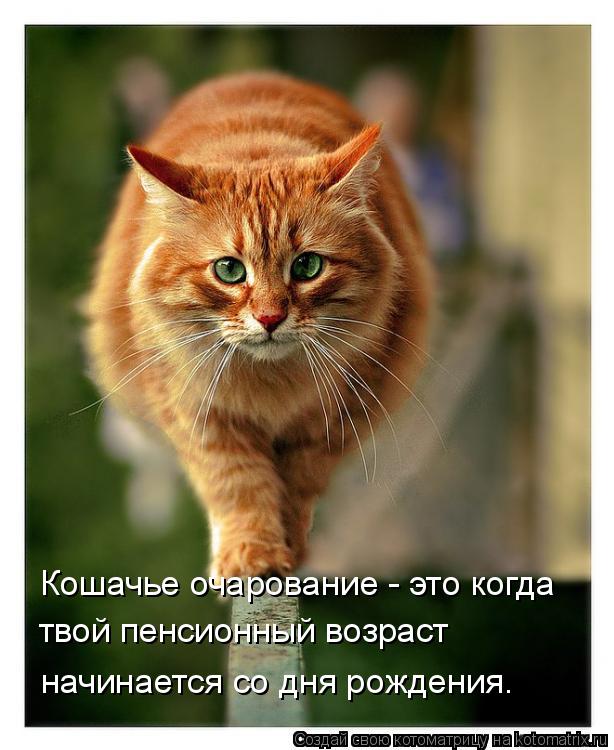 Котоматрица: Кошачье очарование - это когда твой пенсионный возраст начинается со дня рождения.