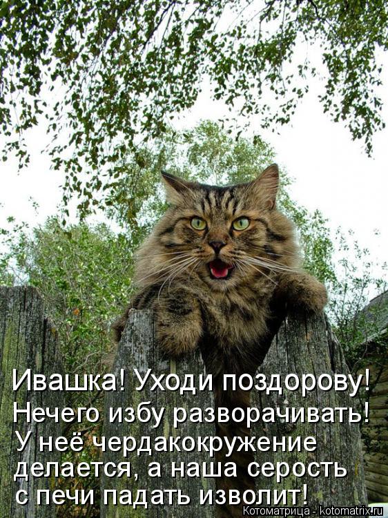 Котоматрица: Ивашка! Уходи поздорову! Нечего избу разворачивать! У неё чердакокружение  делается, а наша серость с печи падать изволит!