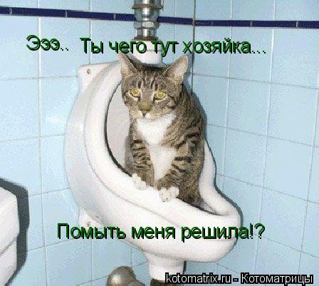 Котоматрица: Эээ.. Эээ.. Ты чего тут хозяйка... Помыть меня решила!?