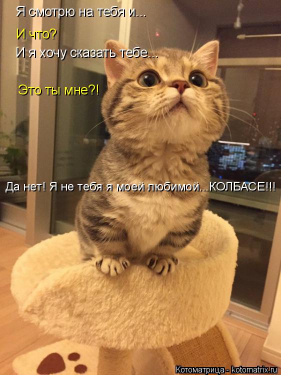 Котоматрица: Я смотрю на тебя и... И что? И я хочу сказать тебе... Это ты мне?! Да нет! Я не тебя я моей любимой...КОЛБАСЕ!!!