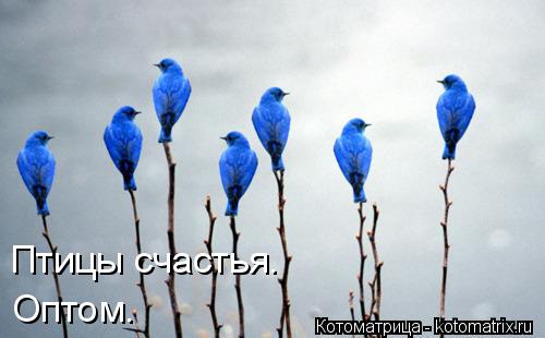 Котоматрица: Птицы счастья. Оптом.