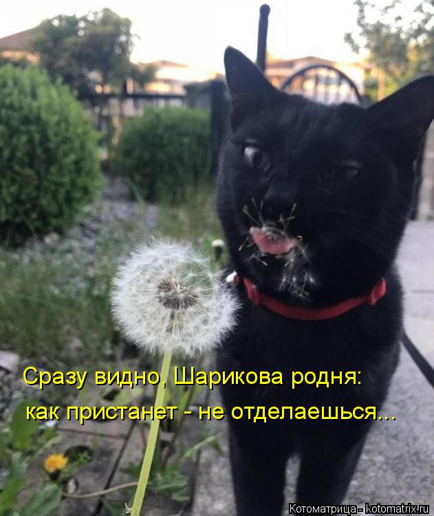 Сразу видно, Шарикова родня: как пристанет - не отделаешься...... Котоматрица: Сразу видно, Шарикова родня: как пристанет - не отделаешься...