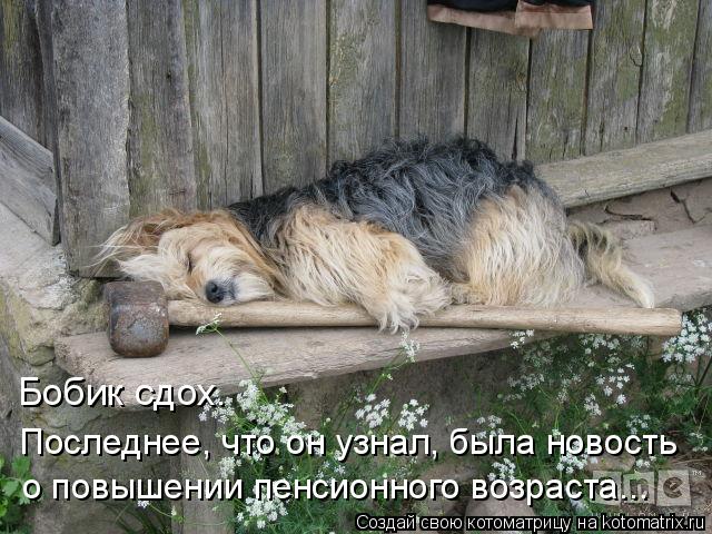 Котоматрица: Бобик сдох. Последнее, что он узнал, была новость о повышении пенсионного возраста...