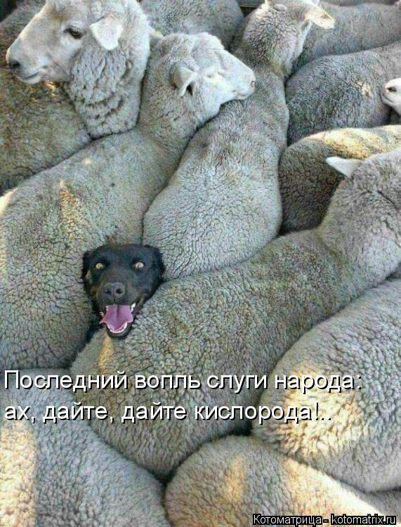 Котоматрица: Последний вопль слуги народа: ах, дайте, дайте кислорода!..
