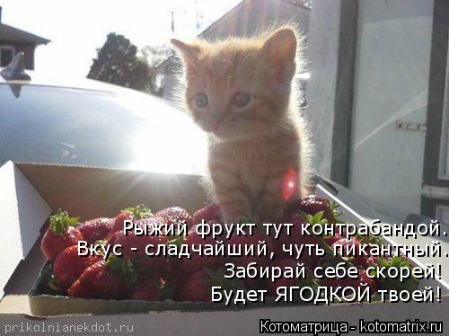 Котоматрица: Рыжий фрукт тут контрабандой. Забирай себе скорей! Будет ЯГОДКОЙ твоей! Вкус - сладчайший, чуть пикантный...
