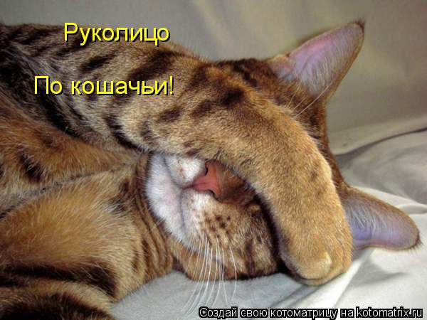 Котоматрица: Руколицо По кошачьи!