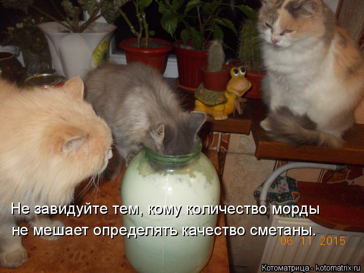 Котоматрица: Не завидуйте тем, кому количество морды не мешает определять качество сметаны.