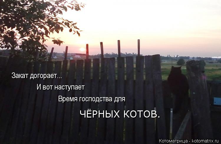 Котоматрица: Закат догорает... И вот наступает Время господства для ЧЁРНЫХ КОТОВ.