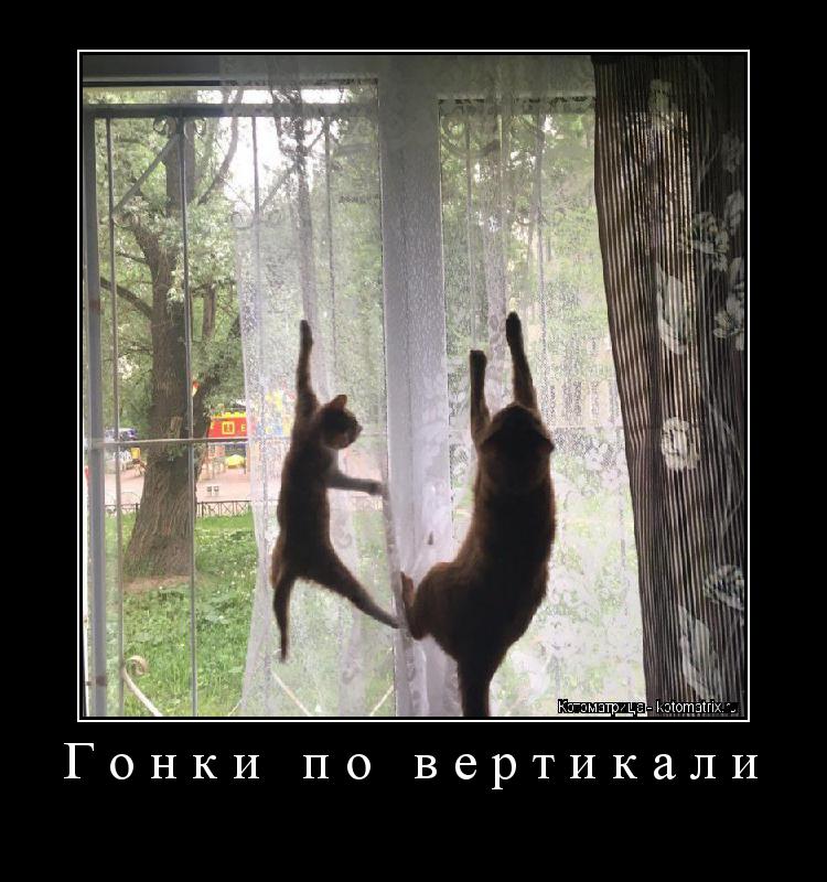 Гонки по вертикали ... Котоматрица: Гонки по вертикали