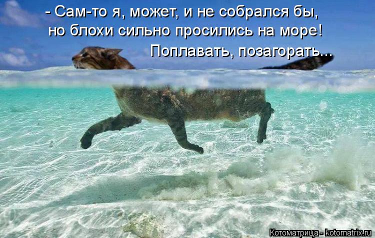 - Сам-то я, может, и не собрался бы, но блохи сильно просились на море! Поплавать, позагорать...... Котоматрица: - Сам-то я, может, и не собрался бы, но блохи сильно просились на море! Поплавать, позагорать...