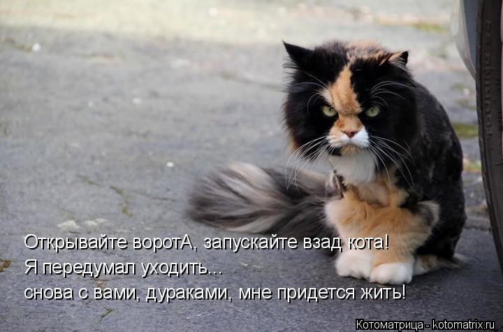 Котоматрица: Открывайте воротА, запускайте взад кота! Я передумал уходить...  снова с вами, дураками, мне придется жить!