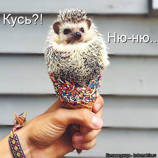 Котоматрица: Кусь?! Ню-ню...