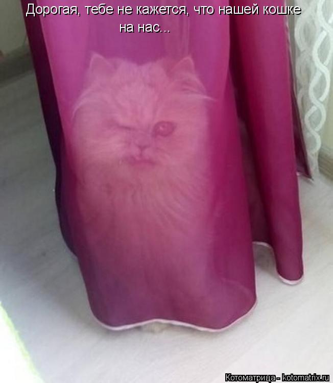 Котоматрица: Дорогая, тебе не кажется, что нашей кошке на нас...