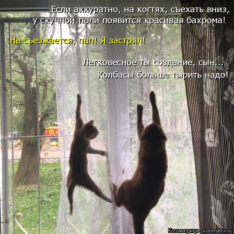 Котоматрица: Если аккуратно, на когтях, съехать вниз, у скучной тюли появится красивая бахрома! Легковесное ты создание, сын... Колбасы больше тырить надо