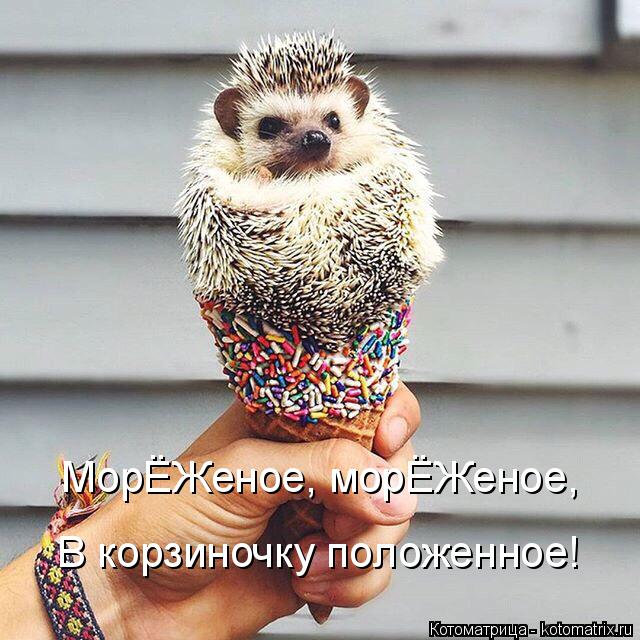 Котоматрица: МорЁЖеное, морЁЖеное, В корзиночку положенное!