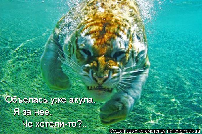 Котоматрица: Объелась уже акула. Я за нее. Че хотели-то?..