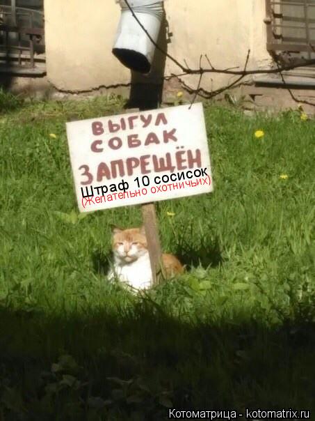 Котоматрица: Штраф 10 сосисок (Желательно охотничьих)