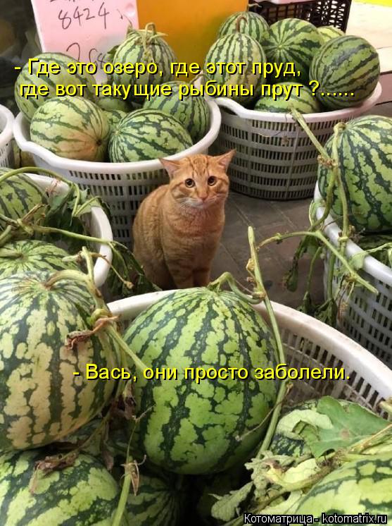 Котоматрица: - Где это озеро, где этот пруд, где вот такущие рыбины прут ?...... - Вась, они просто заболели.