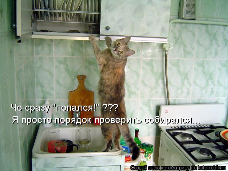 Котоматрица: Чо сразу "попался!" ??? Я просто порядок проверить собирался...
