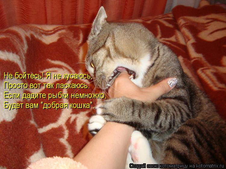 Котоматрица: Не бойтесь! Я не кусаюсь, Просто вот так ласкаюсь. Если дадите рыбки немножко, Будет вам "добрая кошка".