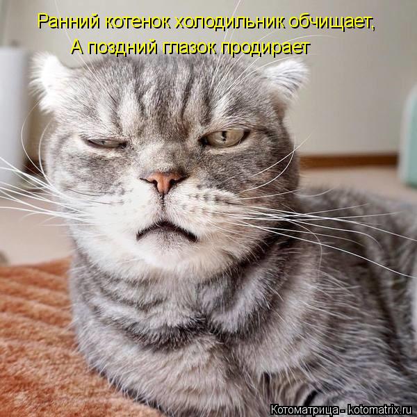 Котоматрица: Ранний котенок холодильник обчищает, А поздний глазок продирает