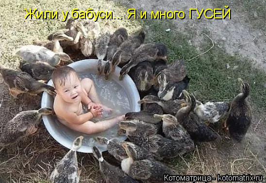 Котоматрица: Жили у бабуси... Я и много ГУСЕЙ