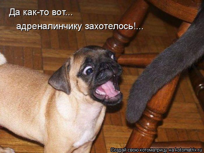 Котоматрица: Да как-то вот... адреналинчику захотелось!...