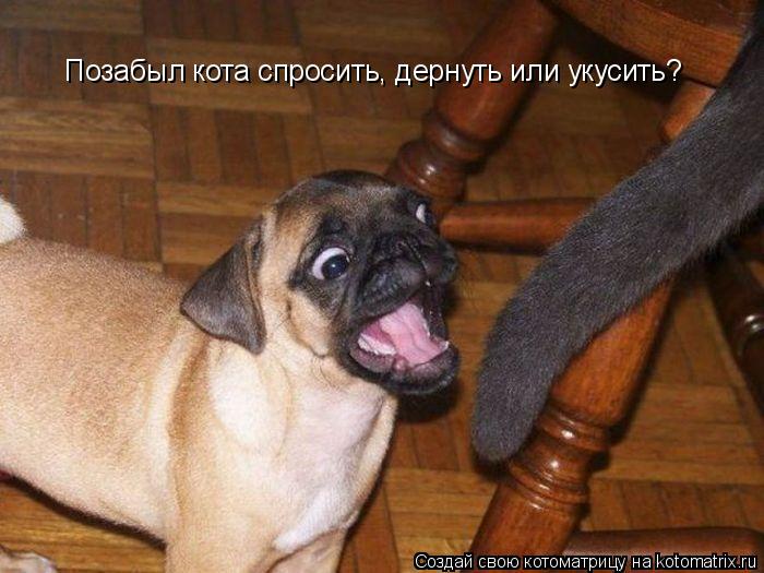 Котоматрица: Позабыл кота спросить, дернуть или укусить?