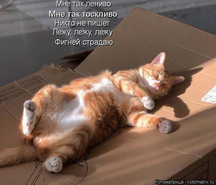 Котоматрица: Мне так лениво Мне так тоскливо Никто не пишет Лежу, лежу, лежу Фигнёй страдаю