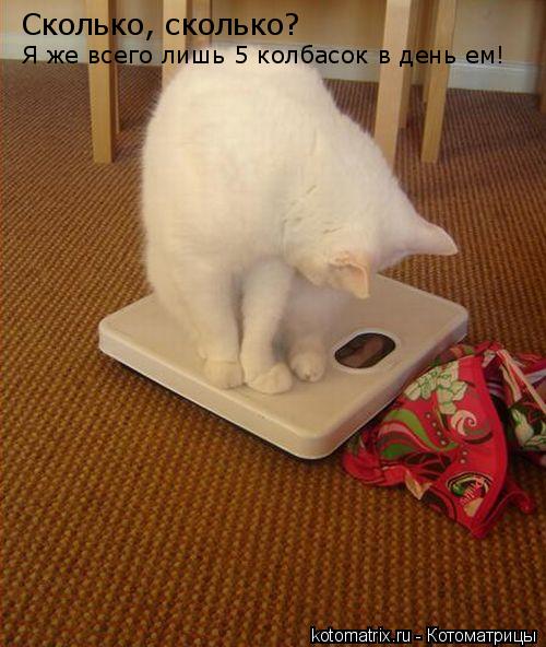 Котоматрица: Сколько, сколько? Я же всего лишь 5 колбасок в день ем!