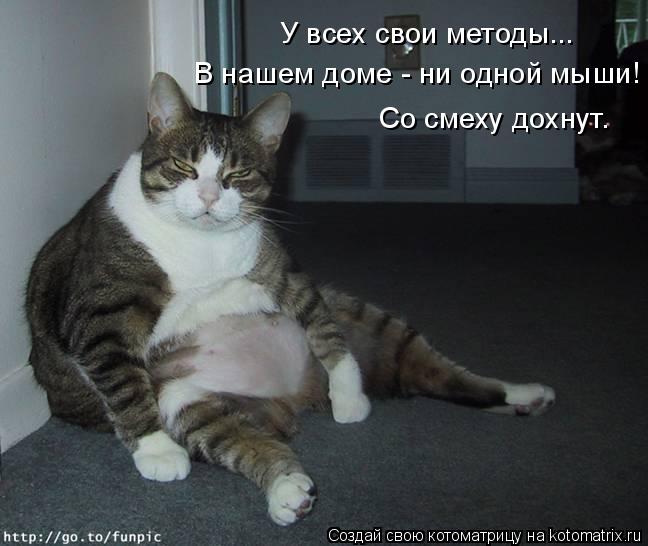 Котоматрица: В нашем доме - ни одной мыши! У всех свои методы... Со смеху дохнут.