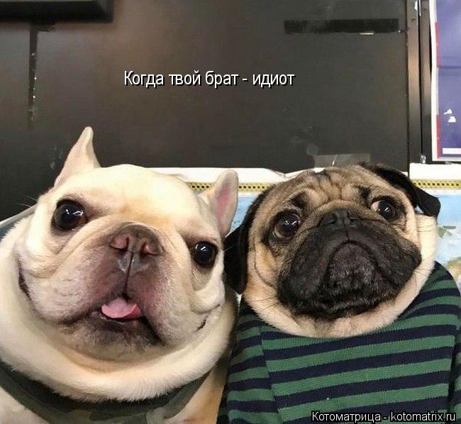 Котоматрица: Когда твой брат - идиот