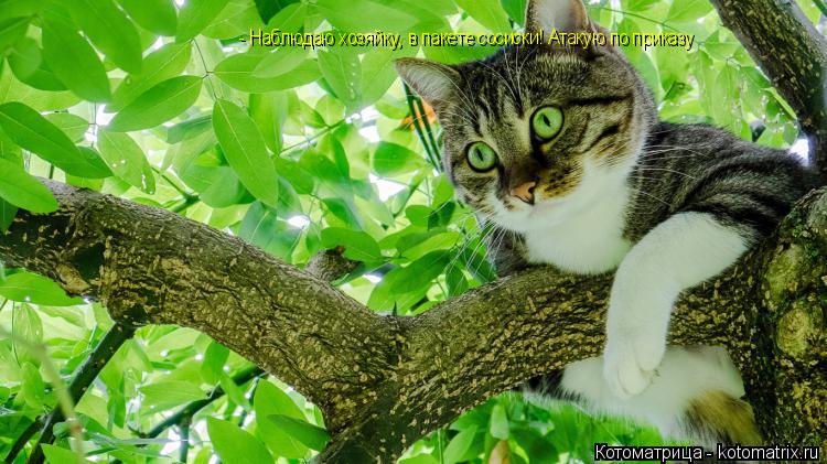 Котоматрица: - Наблюдаю хозяйку, в пакете сосиски! Атакую по приказу