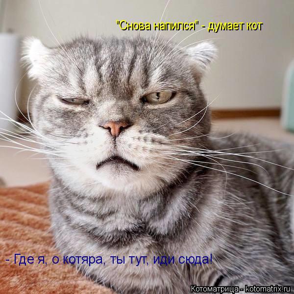 Котоматрица: - Где я, о котяра, ты тут, иди сюда! "Снова напился" - думает кот