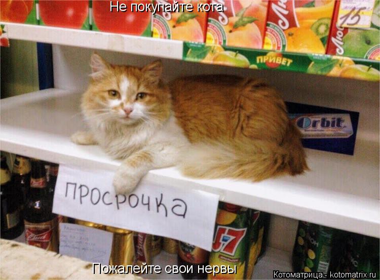 Котоматрица: Не покупайте кота Пожалейте свои нервы