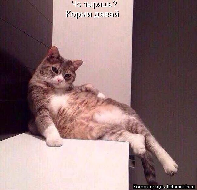 Котоматрица: Чо зыришь? Корми давай