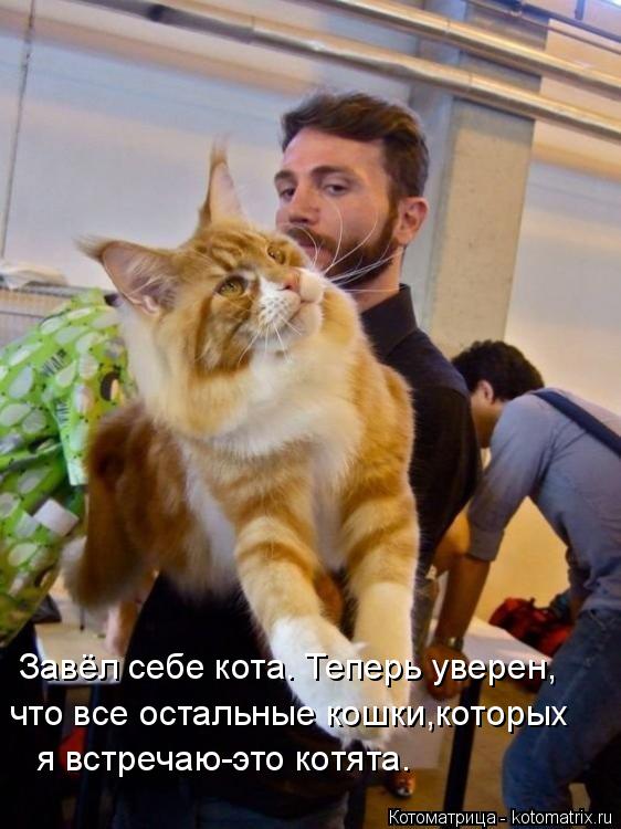 Завёл себе кота. Теперь уверен, что все остальные кошки,которых я встречаю-это котята.... Котоматрица: Завёл себе кота. Теперь уверен, что все остальные кошки,которых я встречаю-это котята.