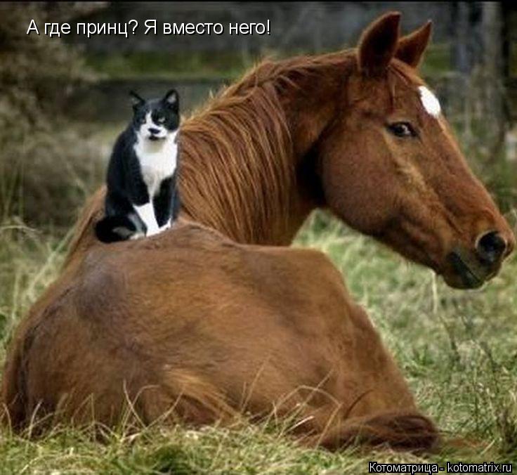 Котоматрица: А где принц? Я вместо него!