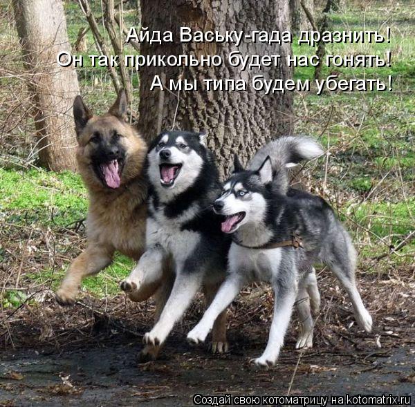 Котоматрица: Айда Ваську-гада дразнить! Он так прикольно будет нас гонять! А мы типа будем убегать!