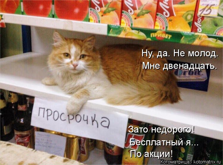 Котоматрица: Ну, да. Не молод.  Мне двенадцать. Зато недорого! Бесплатный я...  По акции!