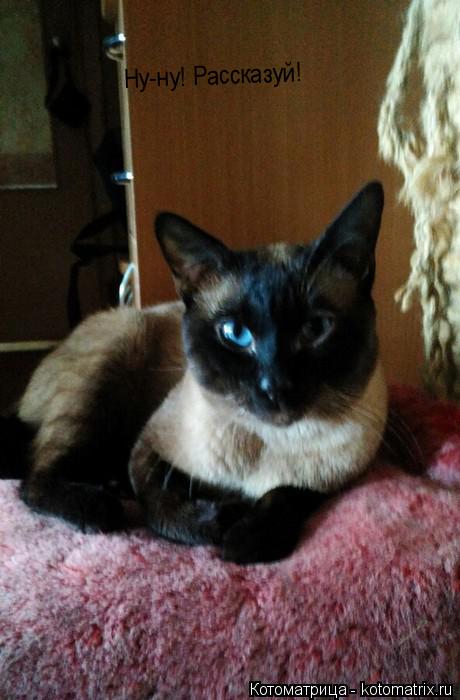 Котоматрица: Ну-ну! Рассказуй!