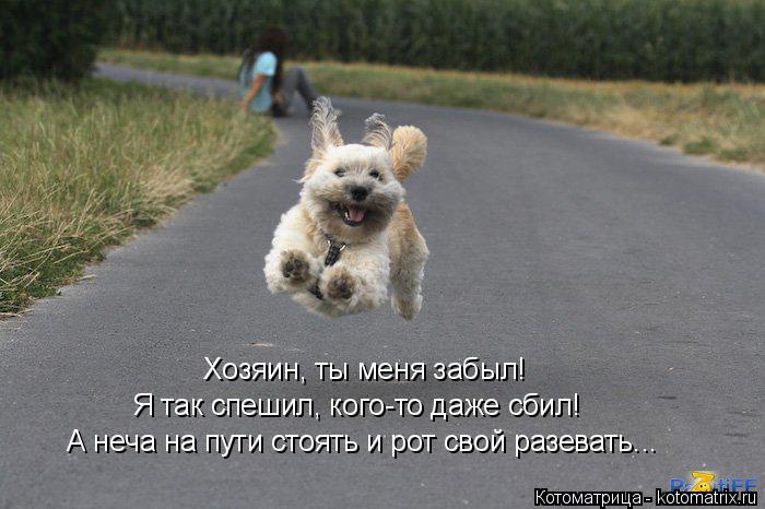 Котоматрица: Хозяин, ты меня забыл! Я так спешил, кого-то даже сбил! А неча на пути стоять и рот свой разевать...