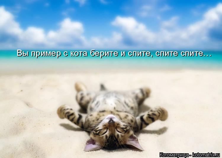 Котоматрица: Вы пример с кота берите и спите, спите спите…