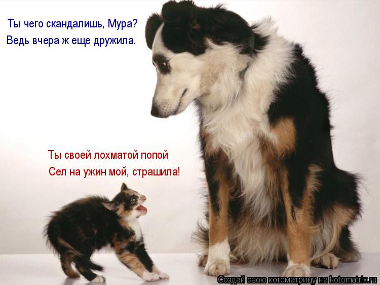 Котоматрица: Ты чего скандалишь, Мура? Ведь вчера ж еще дружила. Ты своей лохматой попой Сел на ужин мой, страшила!