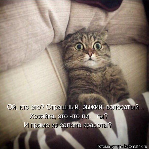Котоматрица: Ой, кто это? Страшный, рыжий, волосатый... Хозяйка, это что ли... ты? И прямо из салона красоты?
